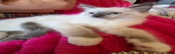 Ragdoll cats for sale: Cute purebred blue point mitted ragdoll kitten  - Advert 12
