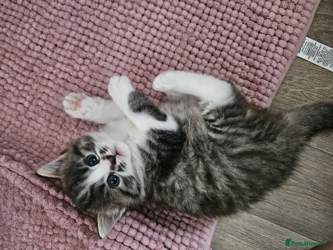 Ragdoll cats for sale: Beautiful mix Ragdoll cross Norwegian forest  - Image 3