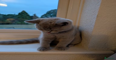 British Shorthair cats - Advert 3