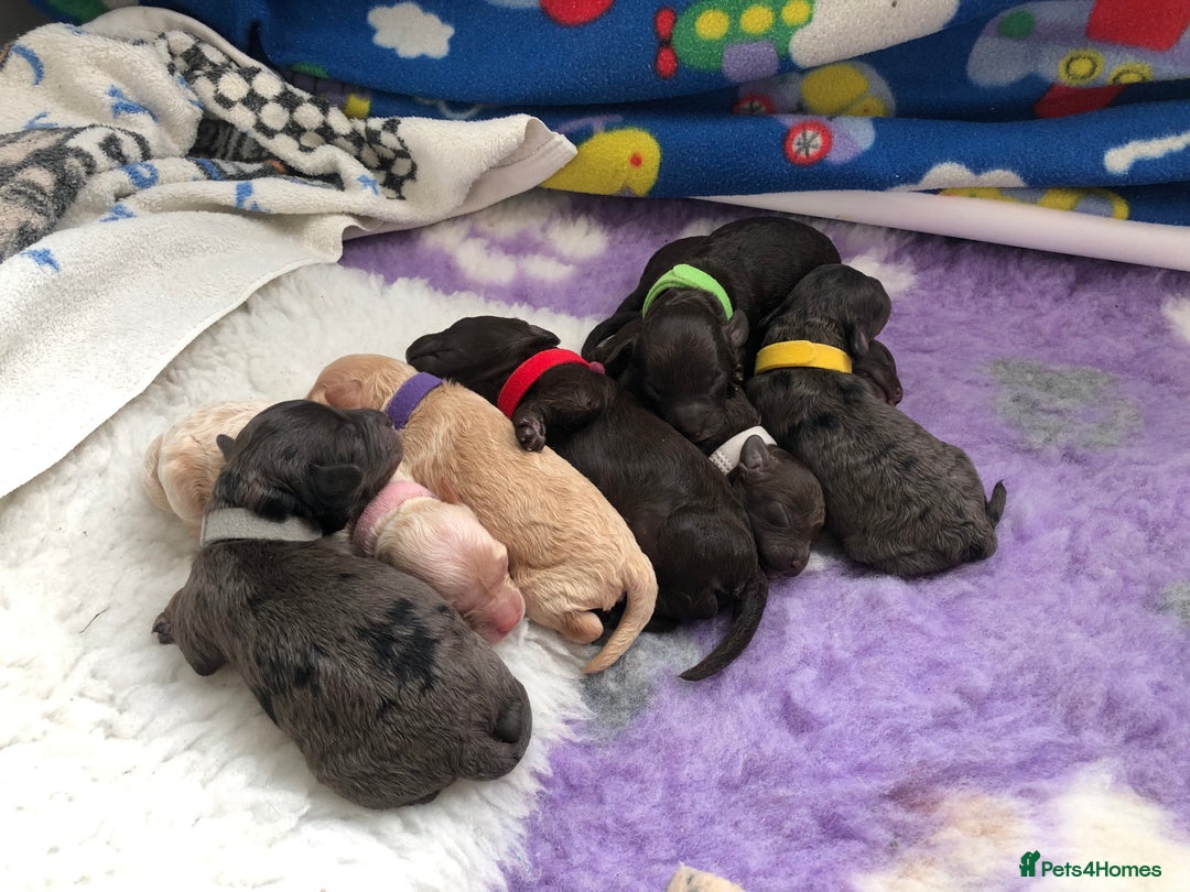 Cockapoo dogs for sale: Cockapoo Puppies - Image 1