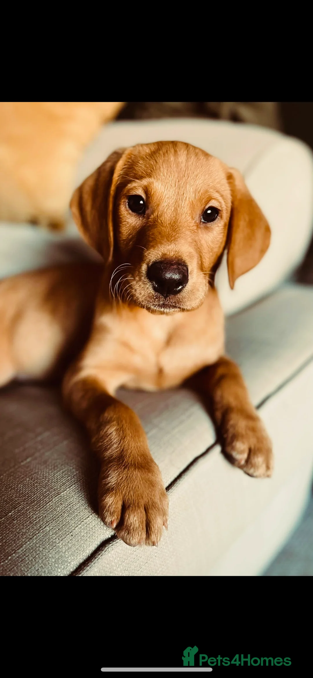 Labrador Retriever dogs for sale: Fox Red Labrador Puppies - Advert 15