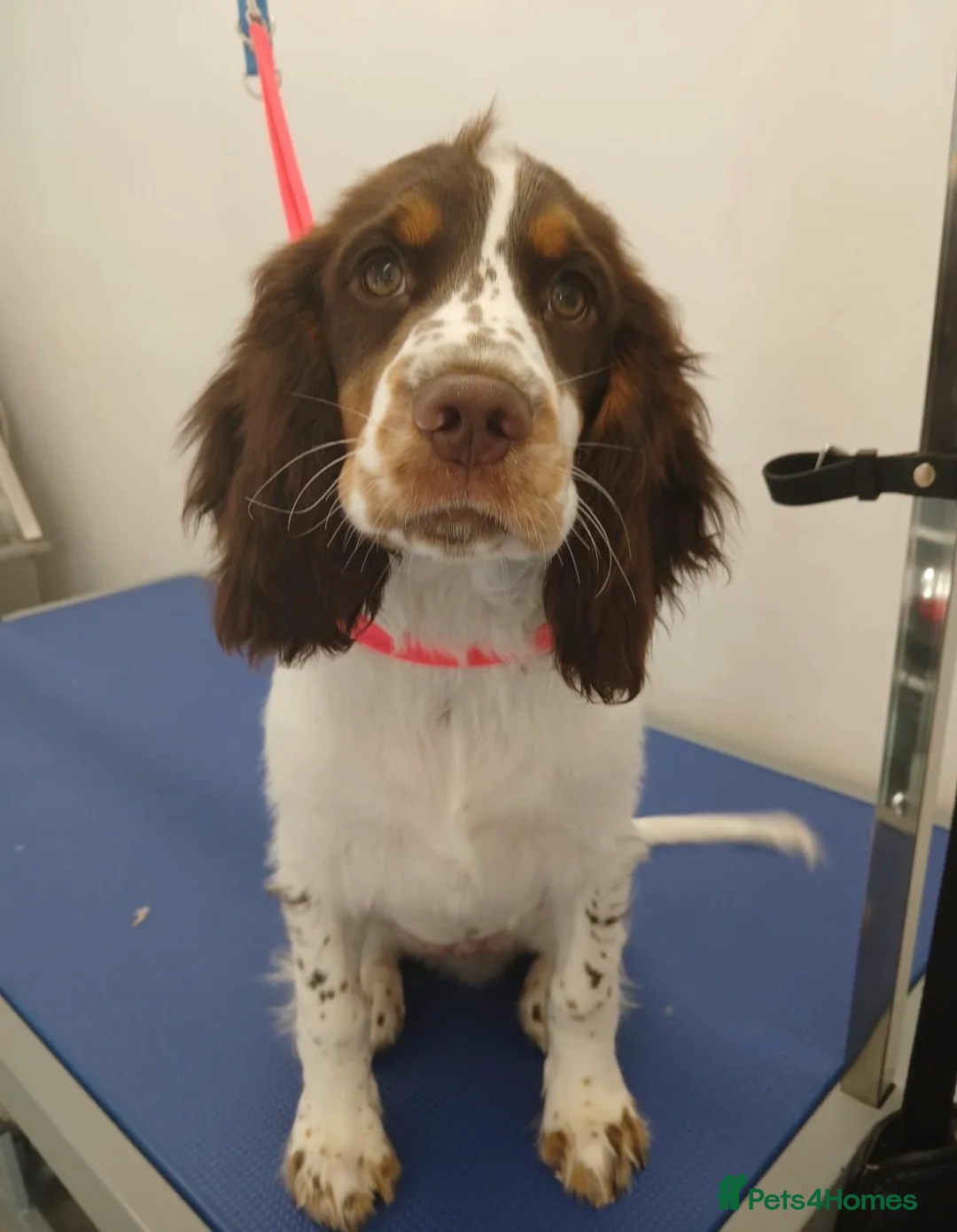 Cocker Spaniel dogs for sale: 8 month old Trained Spaniel  - Advert 4