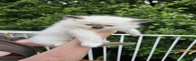 Ragdoll 2