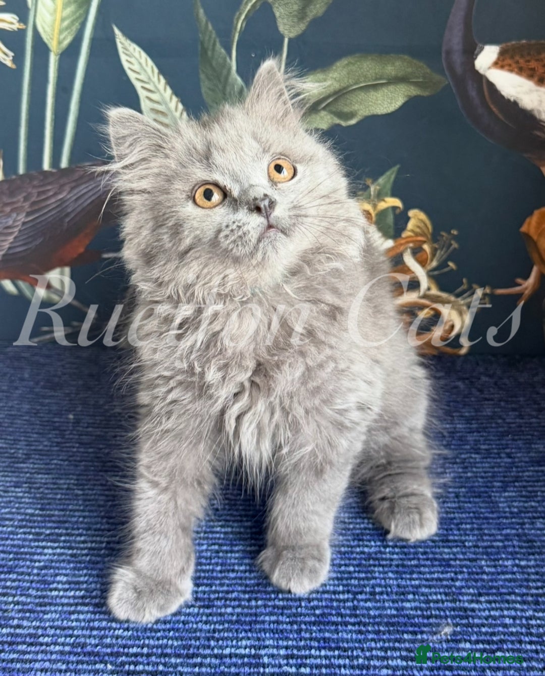 British Shorthair cats for sale: British Shorthair kittens GCCF registered - Image 3