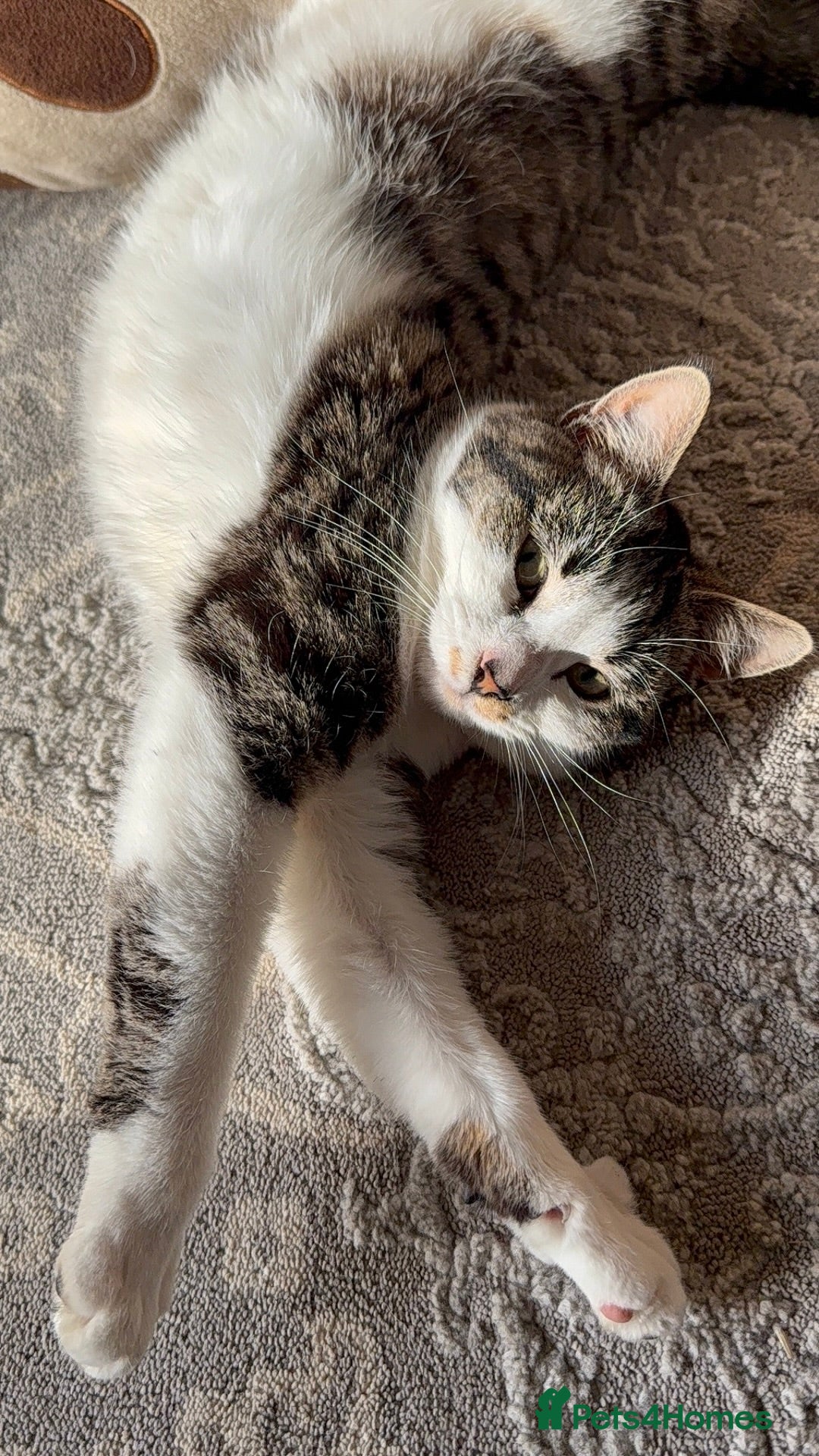 Mixed Breed cats for sale: Rehome my beloved cat Lexie  - Advert 2