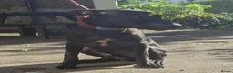 American Bull Staffy dogs for sale: Irish staff  - Advert 5