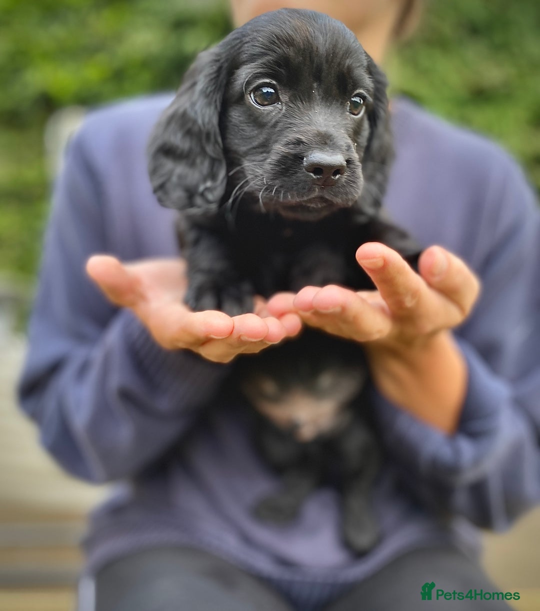 Cocker Spaniel dogs for stud: Very Small Working Cocker Spaniel for Stud  - Image 8