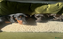 Mixed Breed dogs for sale: Miniature dachshund x cocker spaniel  - Image 1
