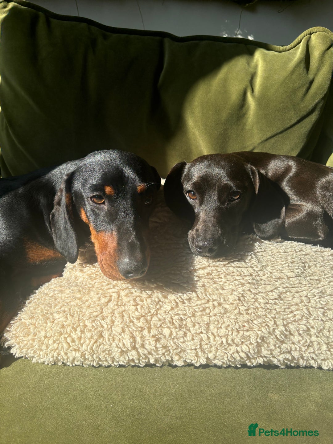 Mixed Breed dogs for sale: Miniature dachshund x cocker spaniel  - Image 1
