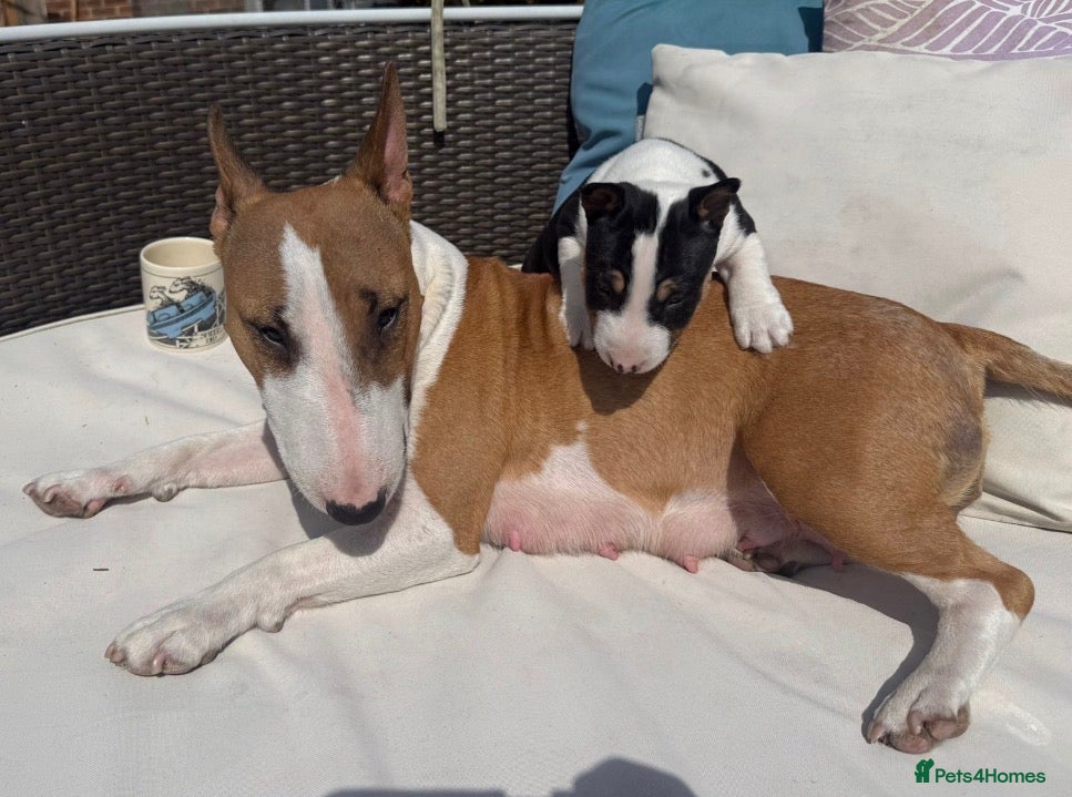 Miniature Bull terrier dogs Miniature English Bull Terrier - Advert 1