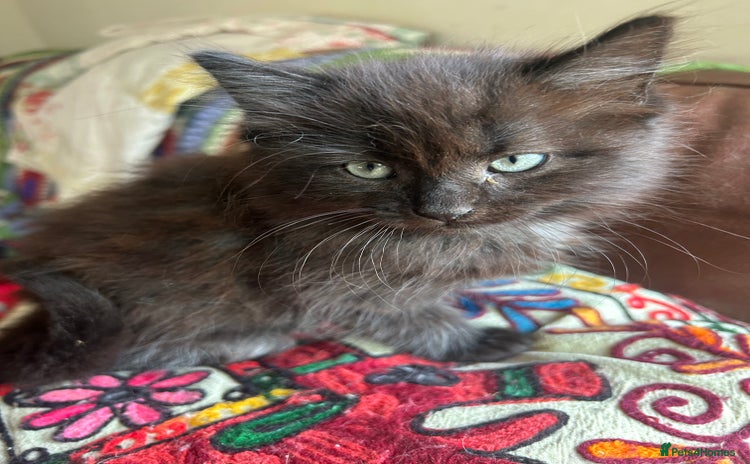 Persian cats - Advert 2