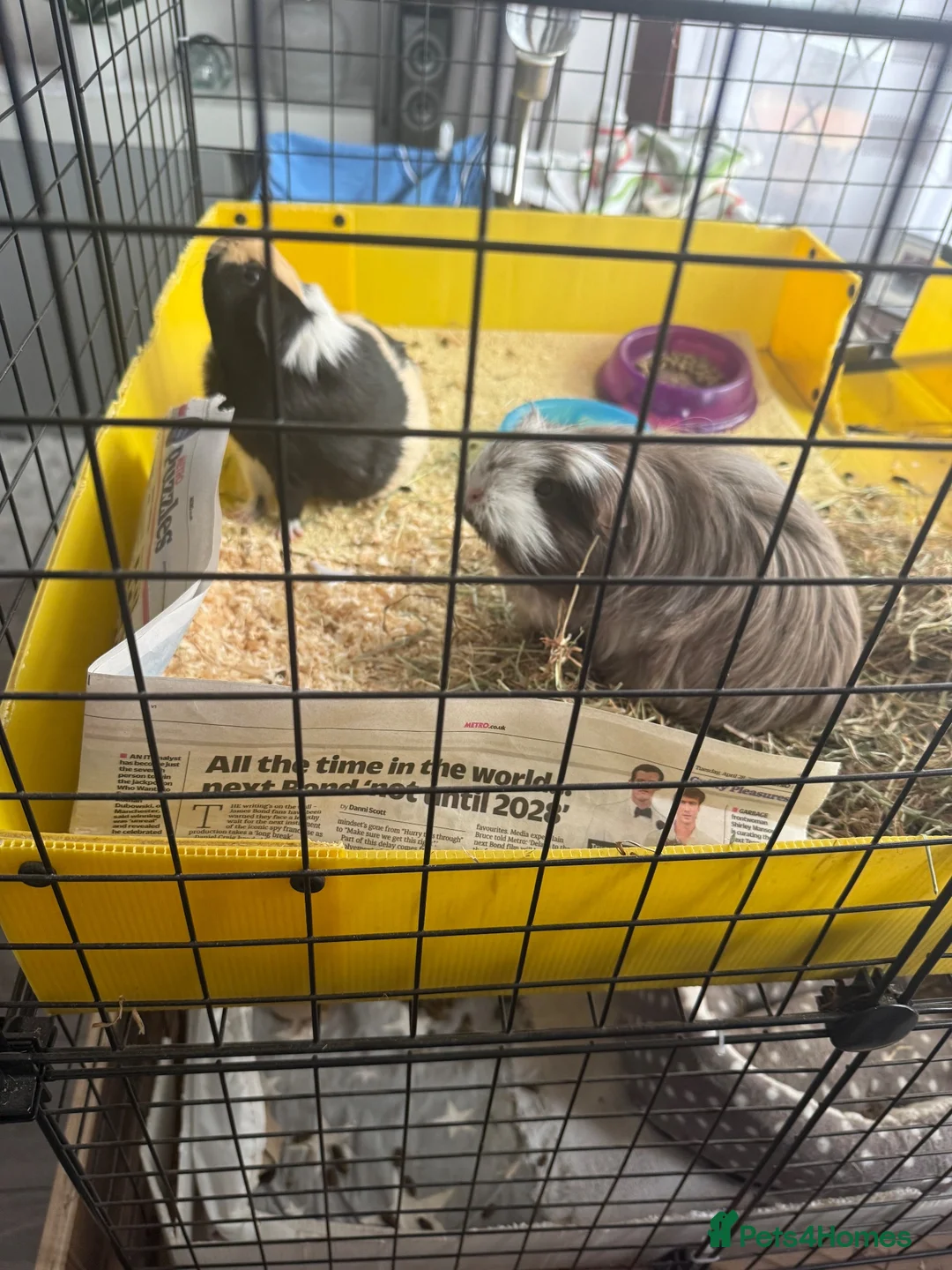 Guinea Pig rodents for sale: 2x female Guinea pigs, cage, food , accessories  in Luton - Advert 6