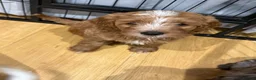 Mixed Breed dogs for sale: Cavapoo Puppies - Advert 2