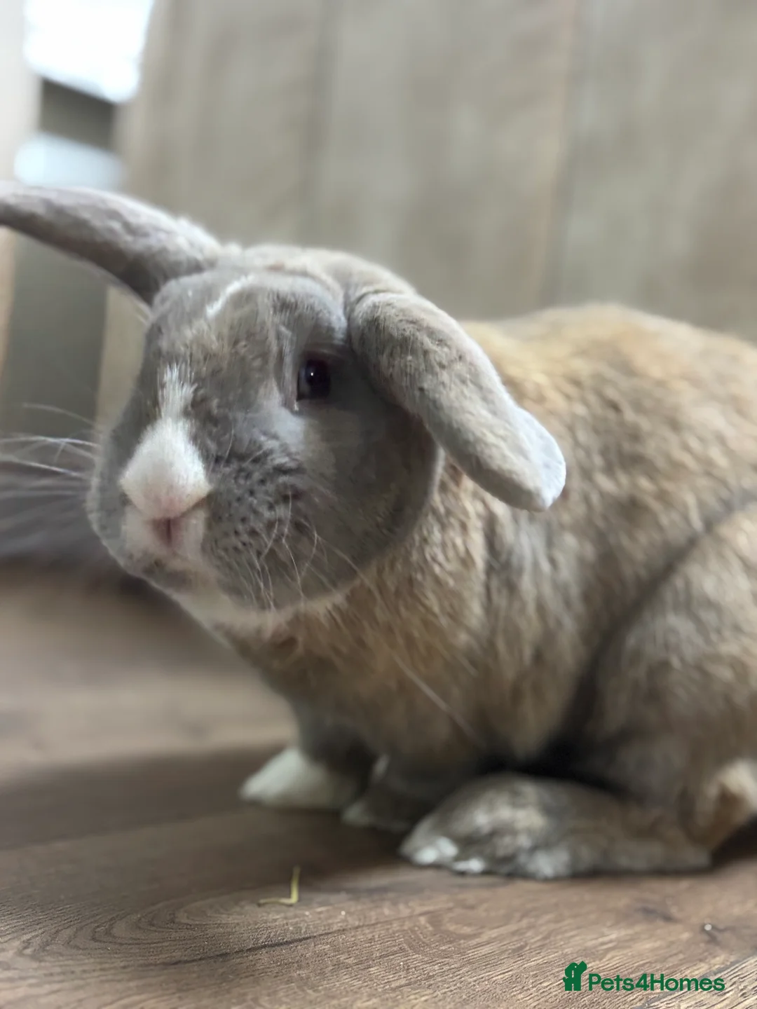 Mixed Breed rabbits for sale: Blue eyed continental x buck - Advert 2