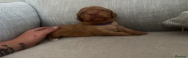Cockapoo 7