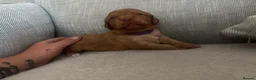 Cockapoo dogs for sale: Cockapoo puppies  - Advert 1