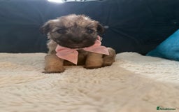 Miniature Schnauzer dogs for sale: Beautiful litter of Miniature Shnauzers  - Image 9