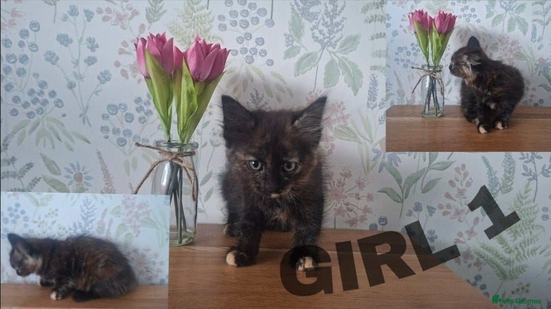 Mixed Breed cats 4 stunning female kittens for sale!  - Advert 1