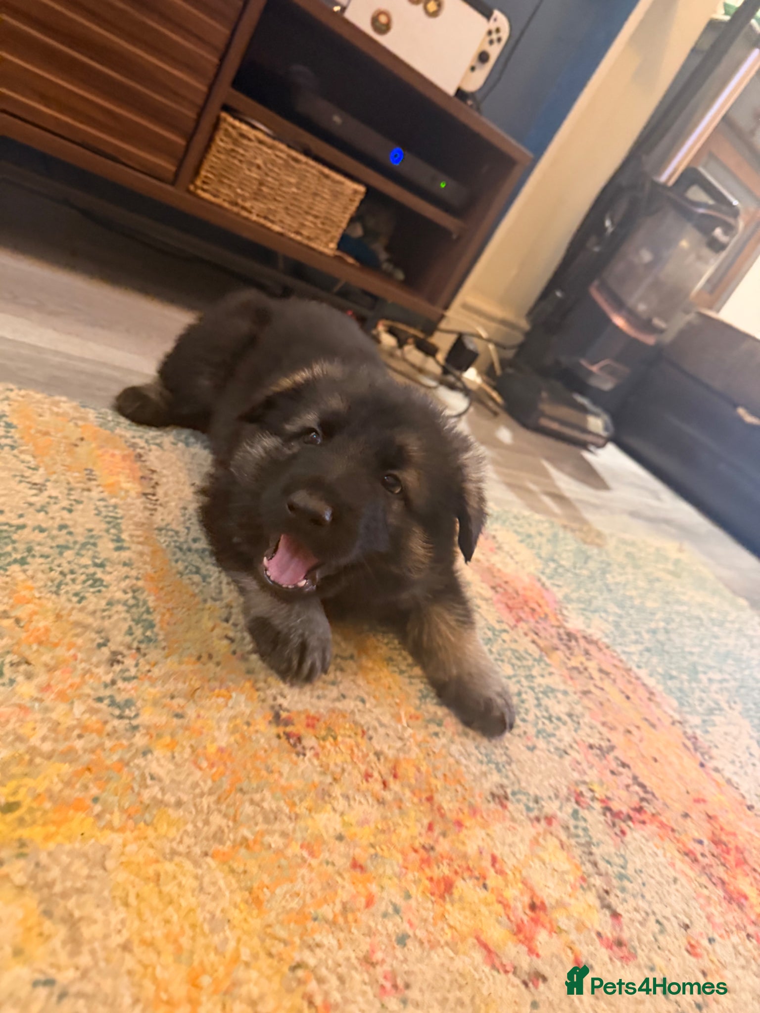 German Shepherd dogs German Shepherd Puppies (6 Boys, 1 Girl) - Advert 17