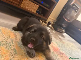 German Shepherd dogs German Shepherd Puppies (6 Boys, 1 Girl) - Advert 17