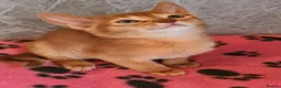 Abyssinian cats for sale: Pedigree tica reg Abyssinians - Advert 14