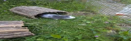 Guinea Pig rodents for sale: 6 month old Percy  in Stroud - Advert 4