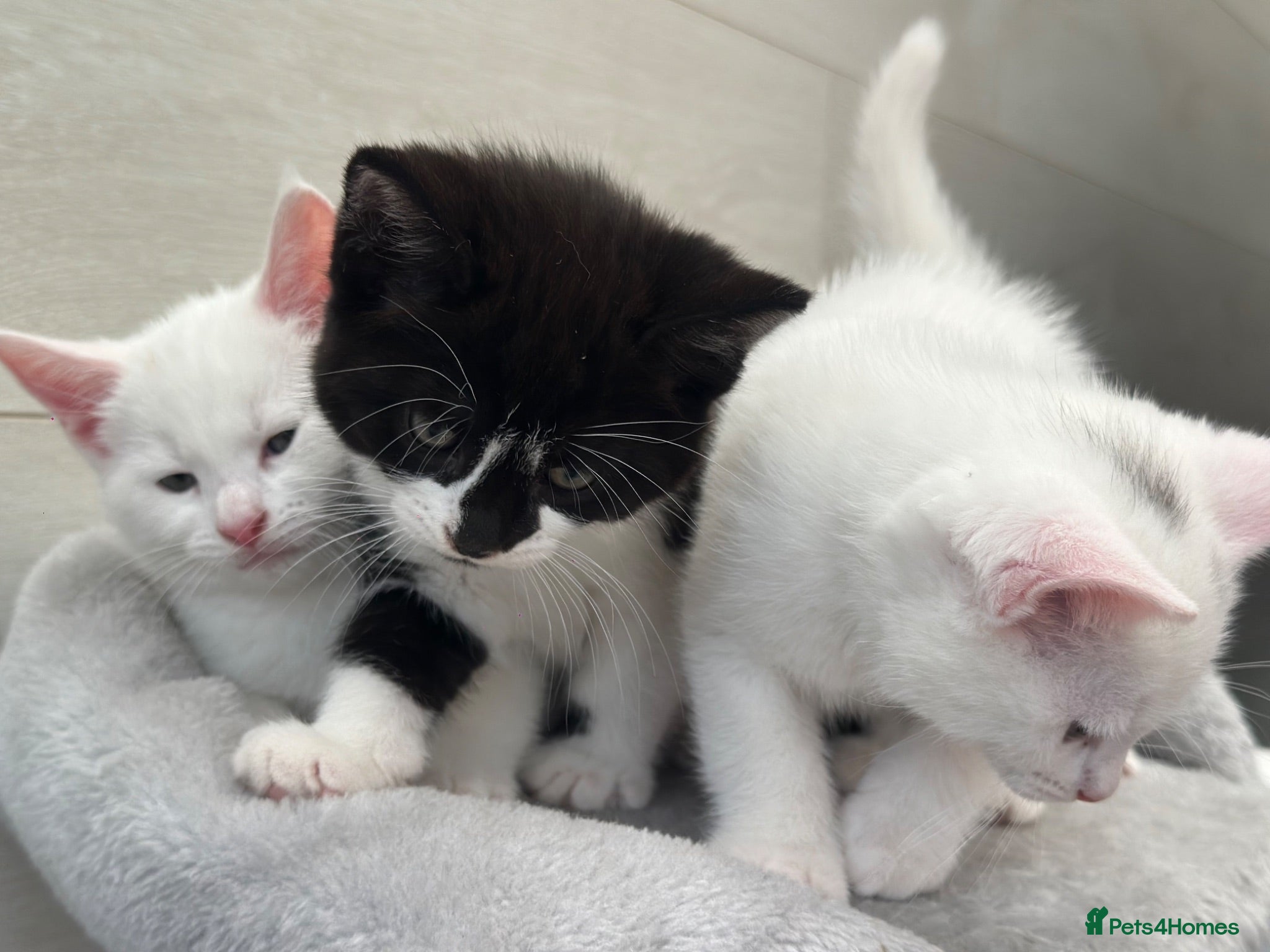 Turkish Angora cats for sale: 3 Stunning Turkish Angora Kittens - Advert 1