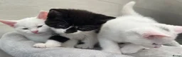 Turkish Angora cats for sale: 3 Stunning Turkish Angora Kittens - Advert 1