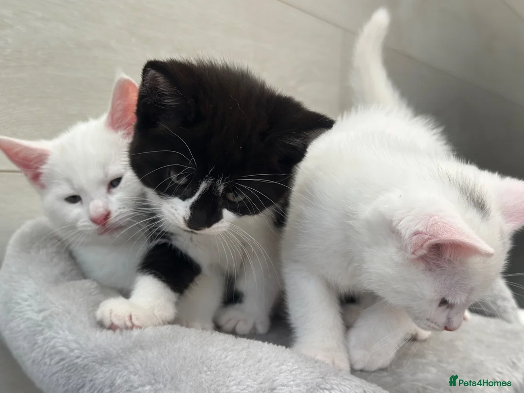 Turkish Angora cats for sale: 3 Stunning Turkish Angora Kittens - Advert 1