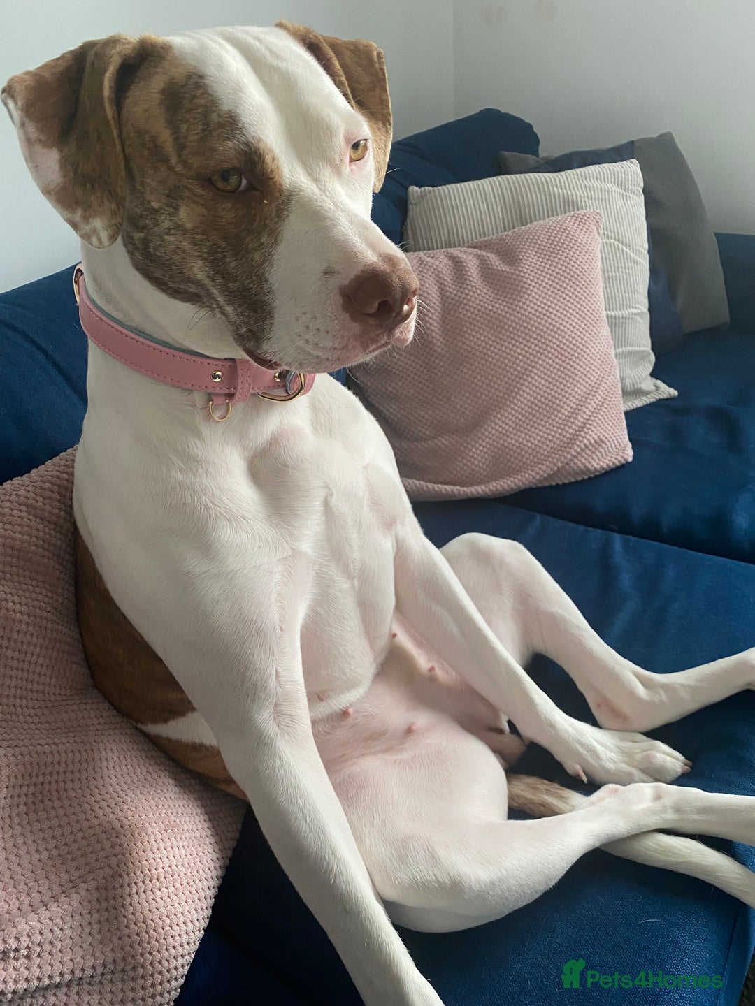 American Bulldog dogs for sale: Looking for an active home - Image 1