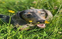 Miniature Dachshund dogs for sale: BLUE DAPPLE AND TAN BABY SAUSAGE AND HER MOTHER 💕 - Image 7