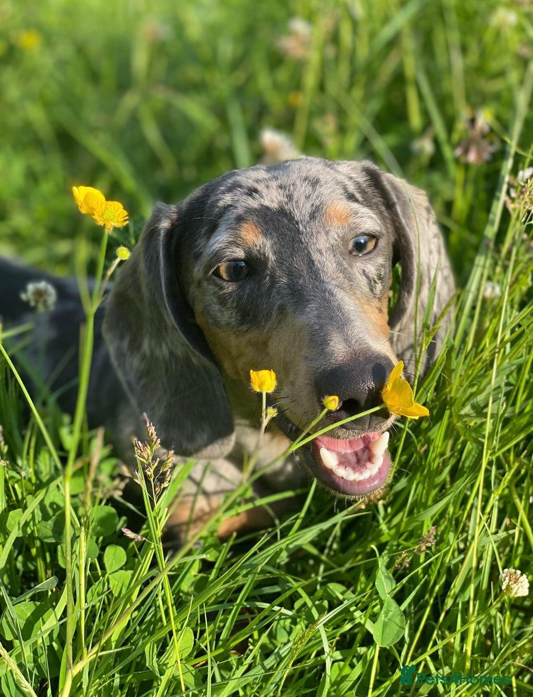 Miniature Dachshund dogs for sale: BLUE DAPPLE AND TAN BABY SAUSAGE AND HER MOTHER 💕 - Image 7