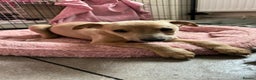Whippet dogs for stud: Petite Male Whippet to Stud  - Advert 17