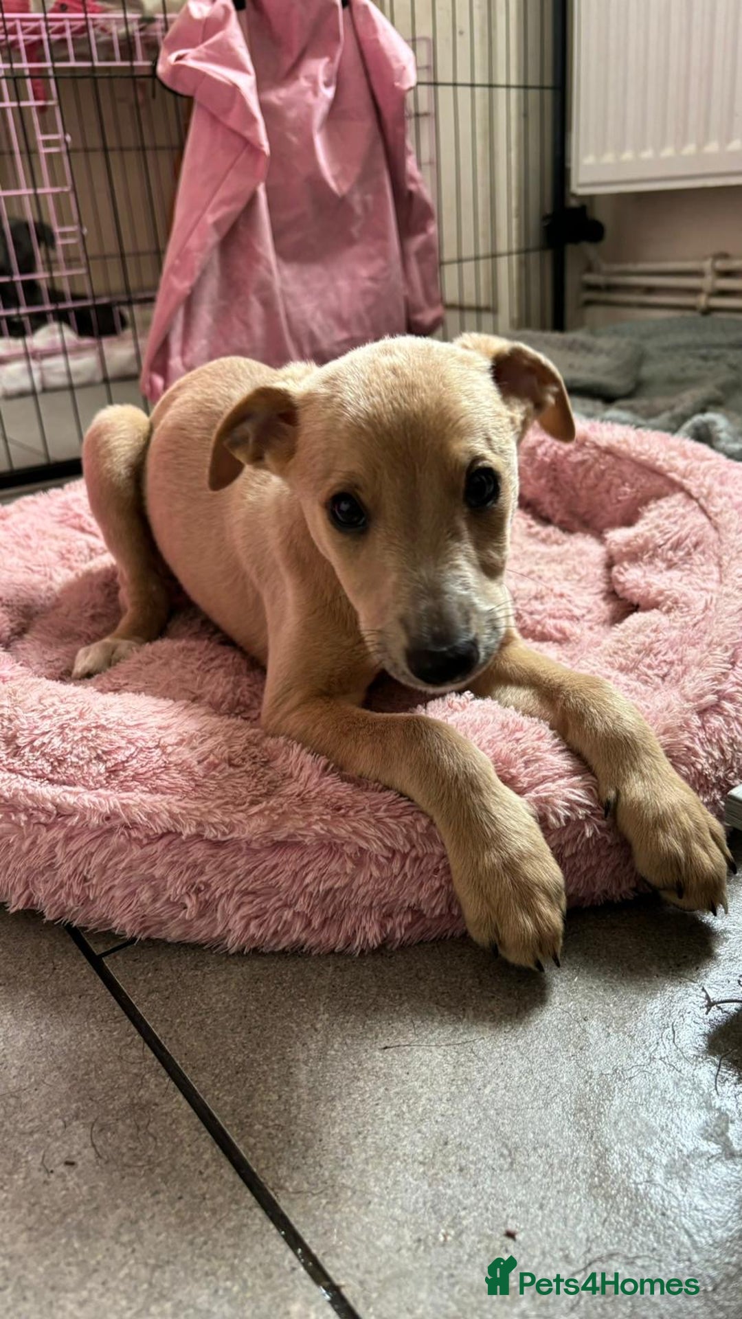 Whippet dogs for stud: Petite Male Whippet to Stud  - Advert 17