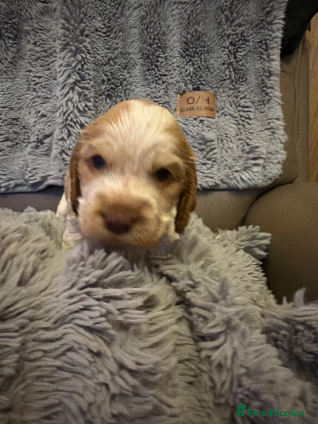 Cocker Spaniel dogs for sale: KC Registered Cocker spaniels  - Advert 2