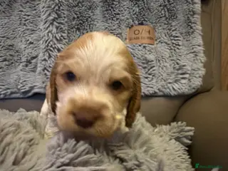 Cocker Spaniel dogs KC Registered Cocker spaniels - Advert 2