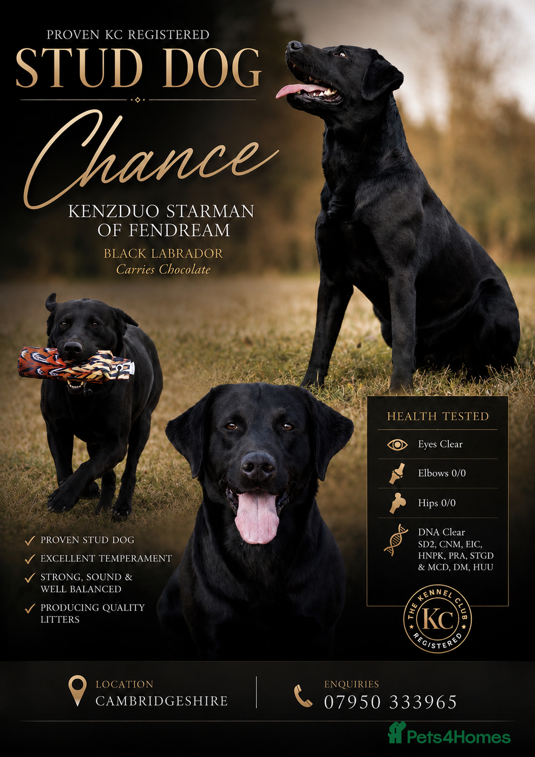 Labrador Retriever dogs KC Reg, DNA Clear, 0/0 Hips, Produces Chocolate - Advert 16