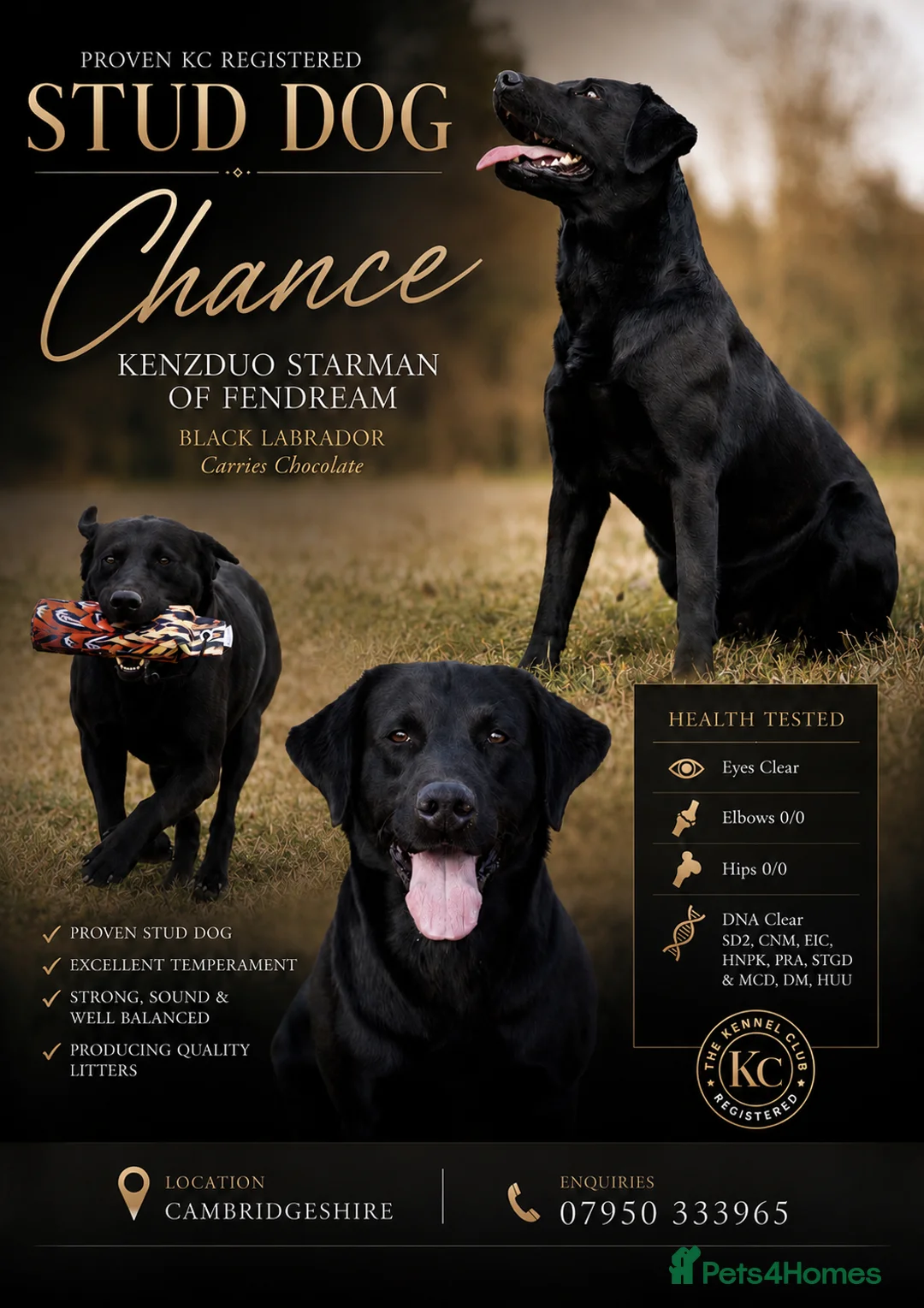 Labrador Retriever dogs for stud: KC Reg, DNA Clear, 0/0 Hips, Produces Chocolate - Advert 1
