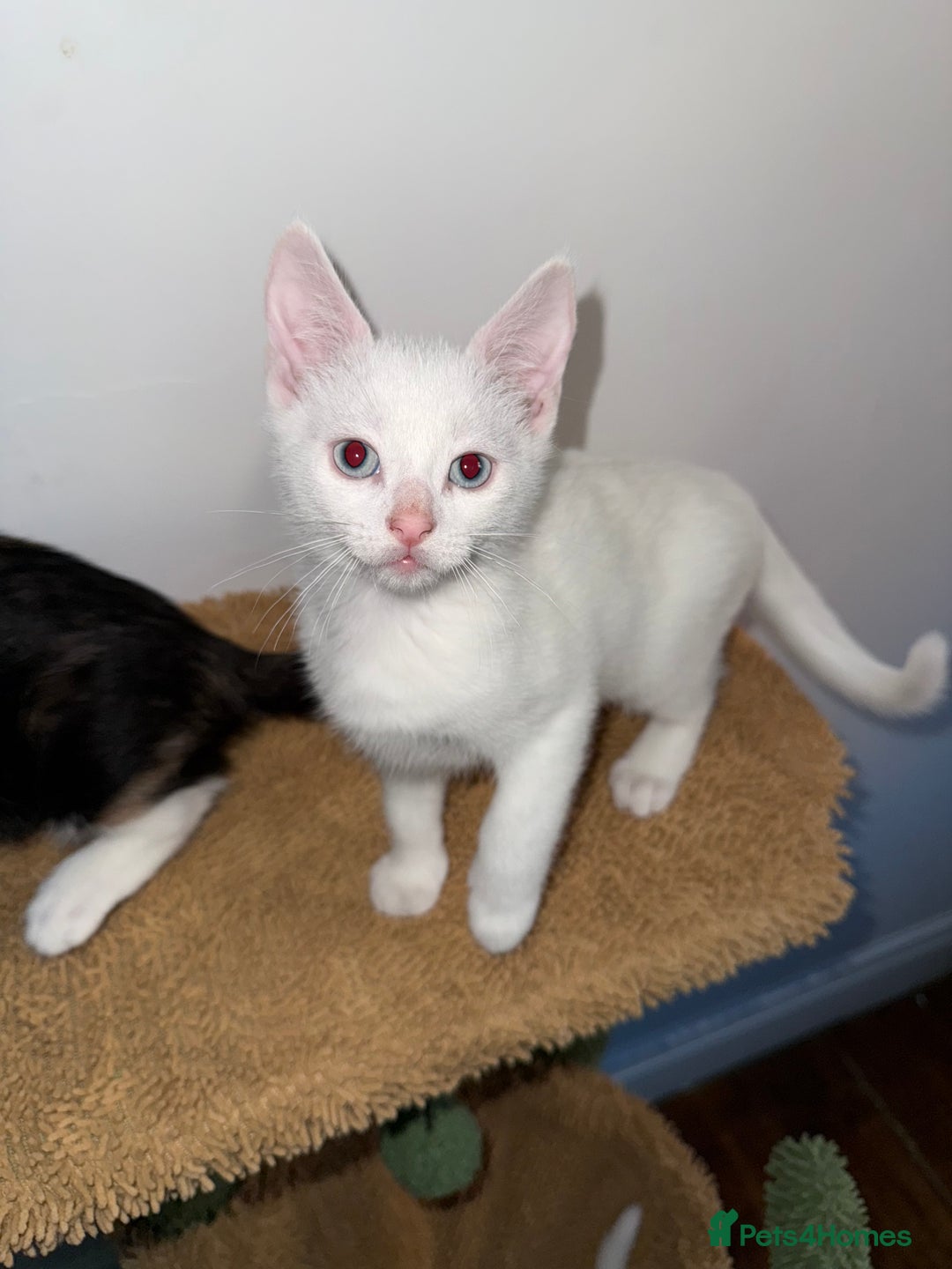 Turkish Angora cats for sale: 3 beautiful kittens for sale  - Advert 8