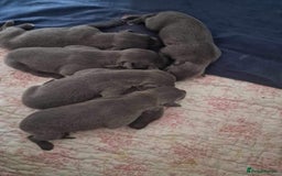 Whippet dogs for stud: PEDIGREE KC REGISTERED WHIPPET AT STUD in Salisbury - Image 12