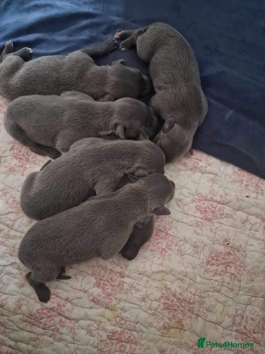 Whippet dogs for stud: PEDIGREE KC REGISTERED WHIPPET AT STUD in Salisbury - Advert 12