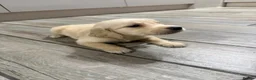 Golden Retriever dogs for sale: Golden Retriever Puppies - Advert 1