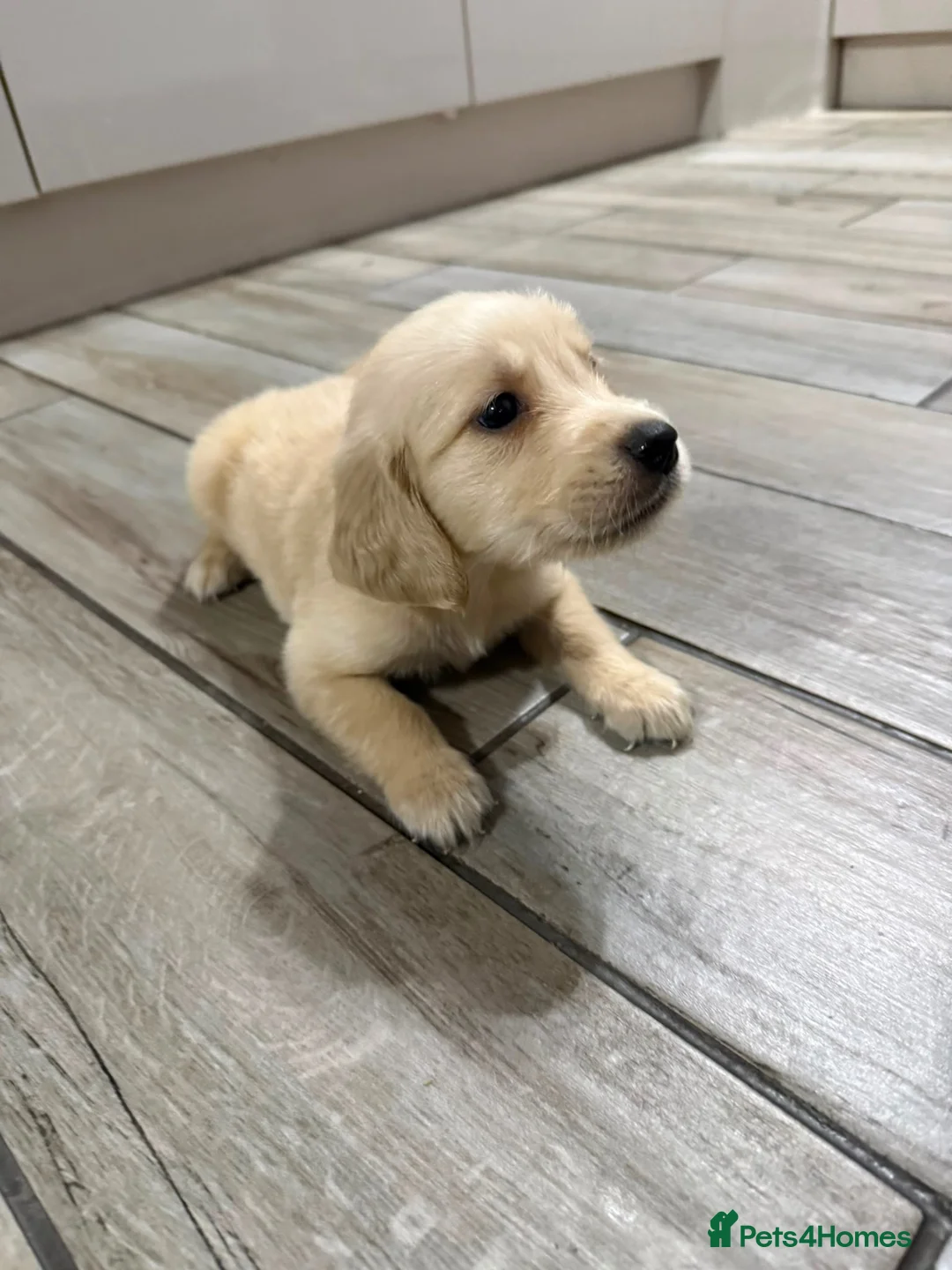 Golden Retriever dogs for sale: Golden Retriever Puppies - Advert 1