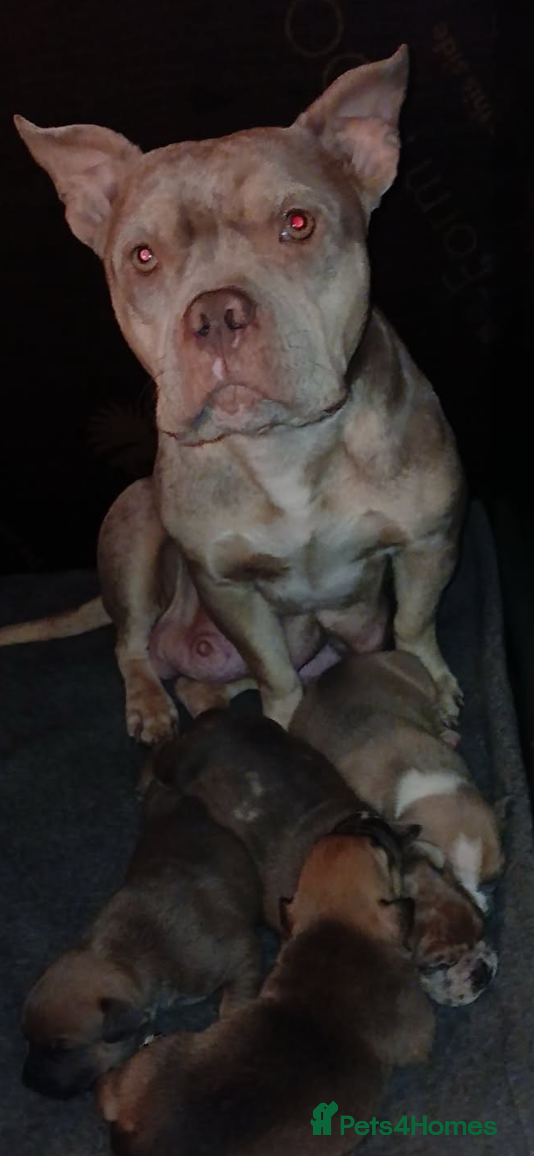 Mixed Breed dogs for sale: American bully cross bullmastiff  - Advert 2