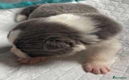 Border Collie dogs for sale:  Long Haired KC Reg Border Collie puppies for sale - Image 18