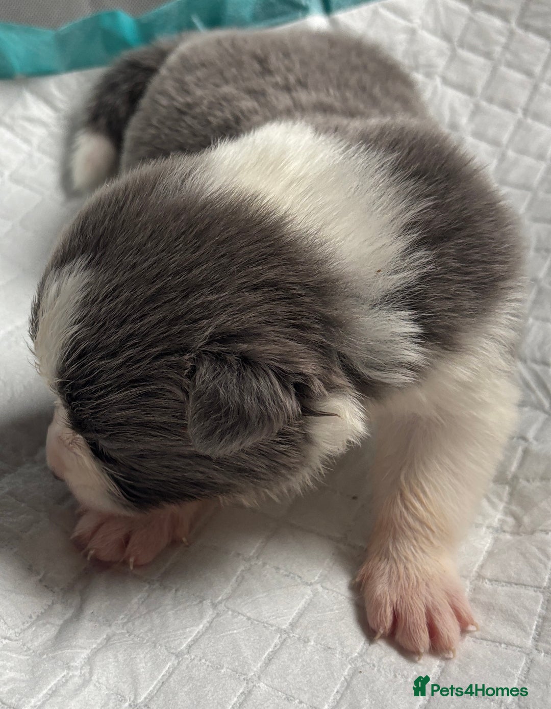 Border Collie dogs for sale:  Long Haired KC Reg Border Collie puppies for sale - Image 18