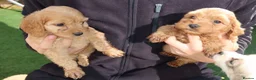 Cockapoo dogs for sale: Cockerpoo  in Cranleigh - Advert 6