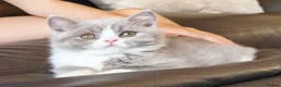 British Shorthair cats for sale: Gorgeous loving purr machines  - Advert 24