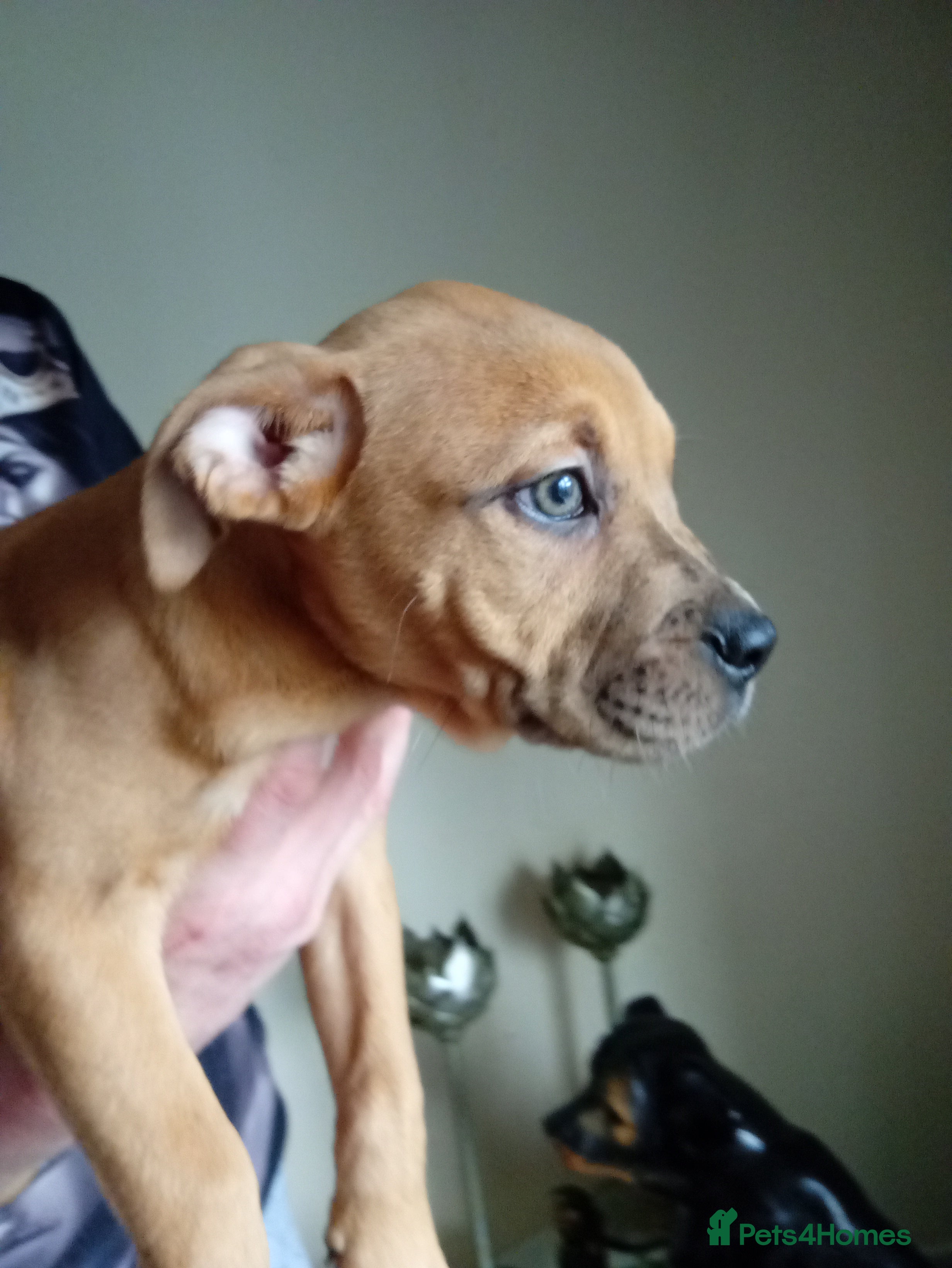 Mixed Breed dogs Puppys - Advert 1