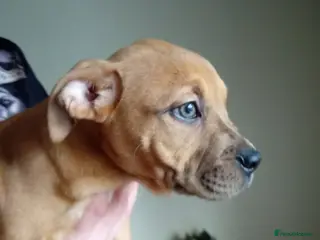 Mixed Breed dogs Puppys - Advert 1